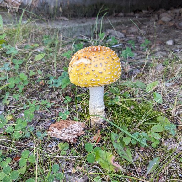 Meet your Posher, Melanie - Picture 1 of 1